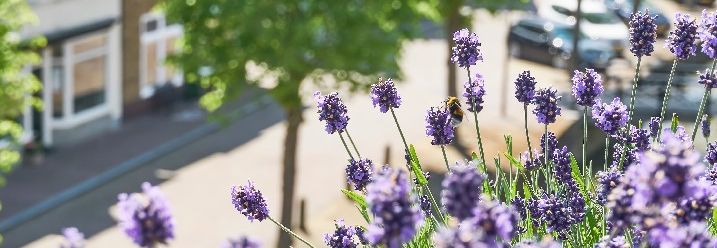 Lavendel mit Bienen auf einem Stadtbalkon